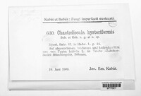 Chaetodiscula hysteriformis image